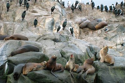 © Audrey Rossignol - Canal de Beagle - Argentine Canal de Beagle - Argentine
