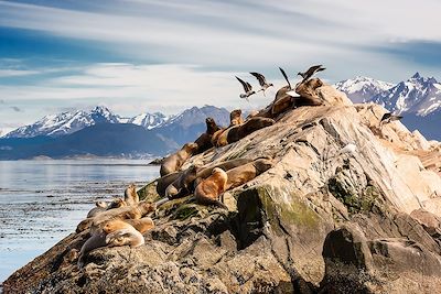 Lions de mer sur le Canal de Beagle - Ushuaïa - Argentine