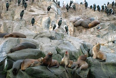 Canal de Beagle - Argentine