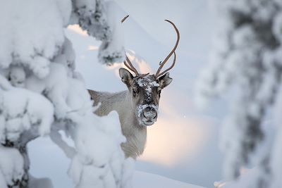Renne en Finlande