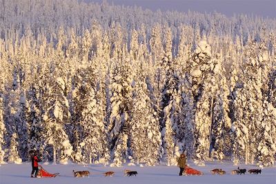 Raid en traîneau à chiens - Finlande