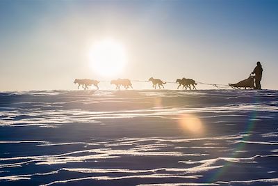 © Yvonne Hofschneider - Chiens de traîneau - Finlande Chiens de traîneau - Finlande