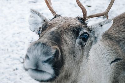 © Hello Travelers - Laponie finlandaise - Finlande Laponie finlandaise - Finlande