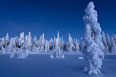© Robert Harding / hemis.fr - Forêt enneigée - Laponie - Finlande Forêt enneigée - Laponie - Finlande