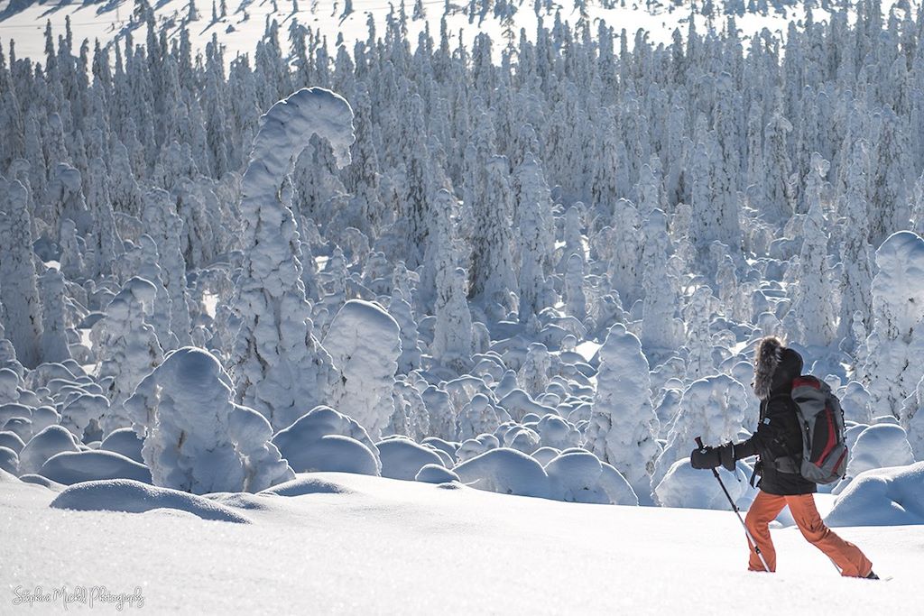 Voyage Raid chien de traineau et ski pulka en Finlande