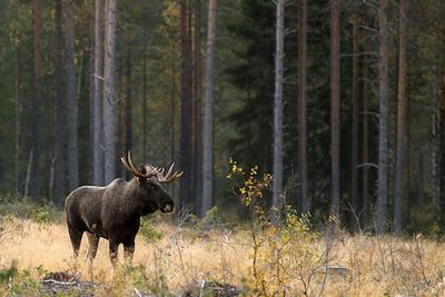 Observation animalière