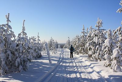 Ski de fond au cœur de la forêt boréale