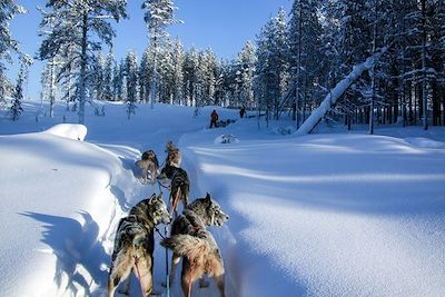 © Lars Malmström - Chiens de traîneau - Finlande Chiens de traîneau - Finlande