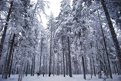 Voyage Traîneau à chiens dans la forêt boréale 3