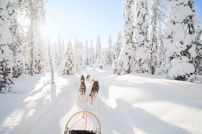 Voyage Traîneau à chiens dans la forêt boréale 1