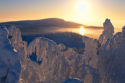La forêt lapone - Finlande