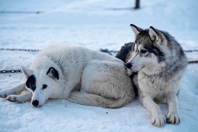 © Antonin Bergerat - Chiens de traineau - Laponie - Finlande Chiens de traineau - Laponie - Finlande