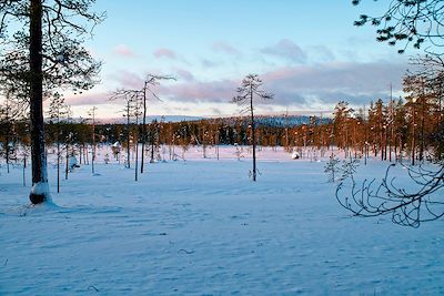 Clairière dans la forêt de Laponie - Finlande