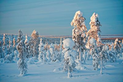 © Antonin Bergerat - La forêt clairsemée de Laponie - Finlande La forêt clairsemée de Laponie - Finlande