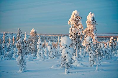 La forêt clairsemée de Laponie - Finlande