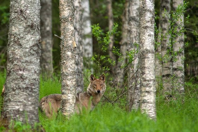 Voyage Eté indien et faune sauvage