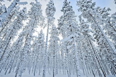 Voyage Observation animalière et photographie en hiver 2