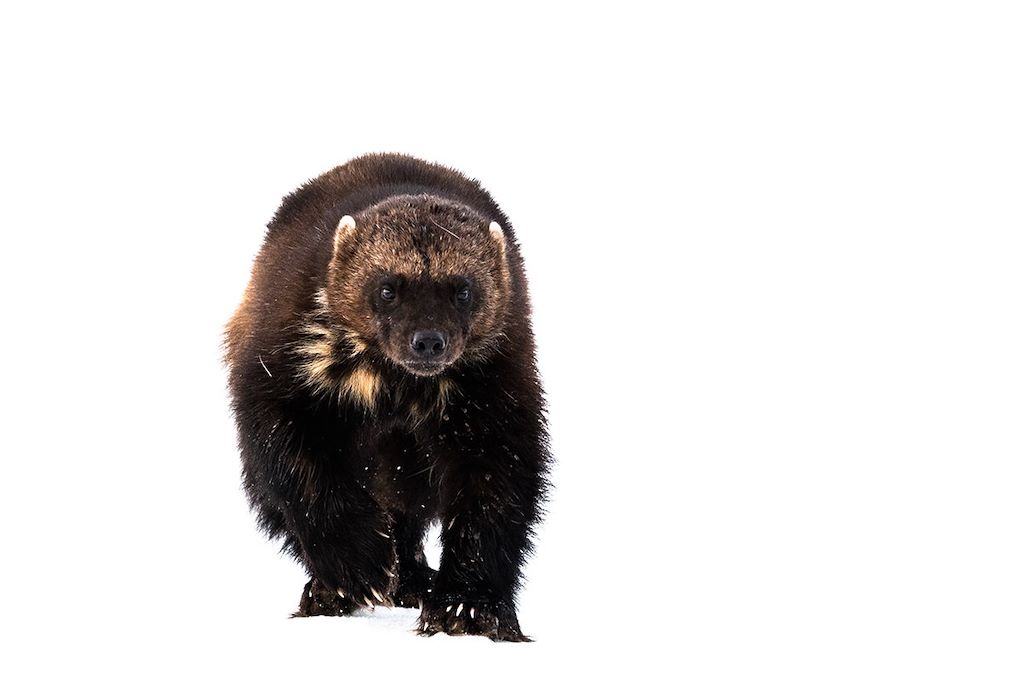 Voyage Observation animalière et photographie en hiver 1