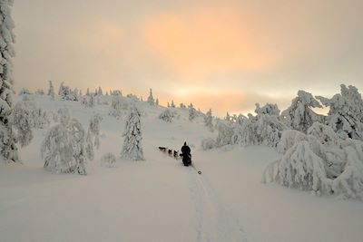 Traîneau à chiens Finlande