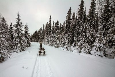 Traîneau à chiens - Laponie - Finlande