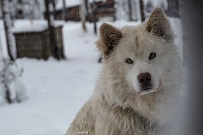Traîneau à chiens - Autour du lac Inari - Finlande