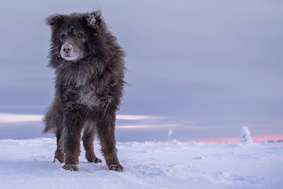 Traîneau à chiens - Autour du lac Inari - Finlande