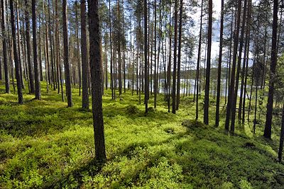 Forêt de Carélie - Finlande