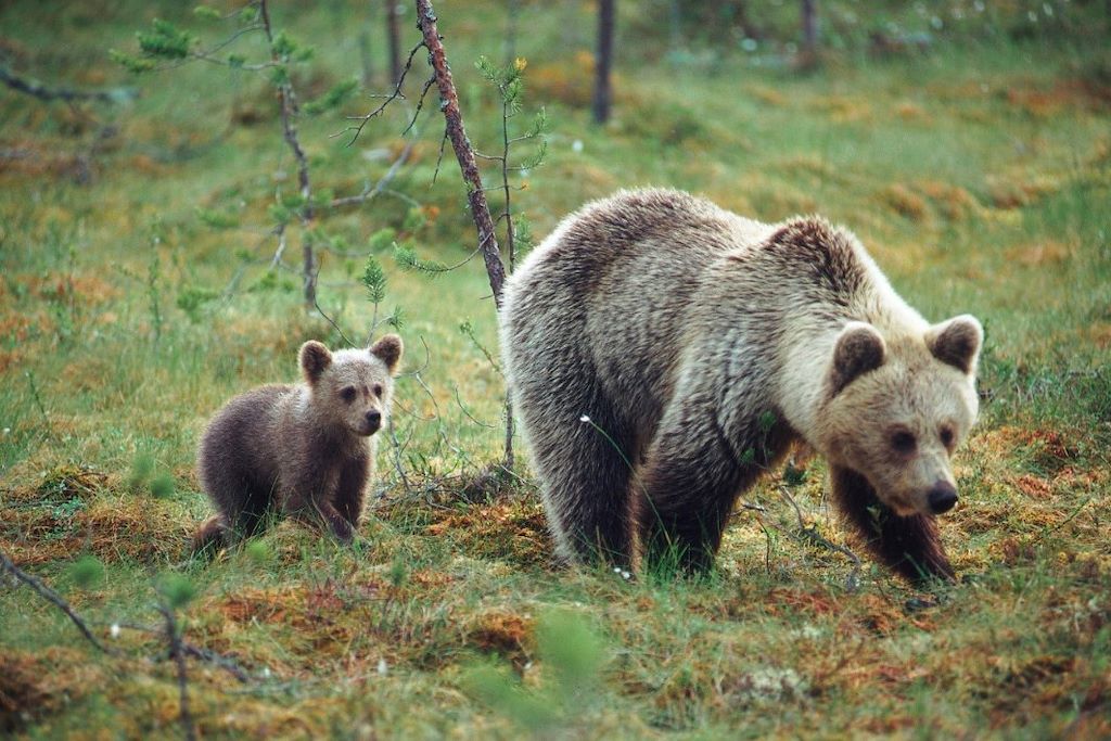Voyage Observation des ours bruns à Paljakka 1