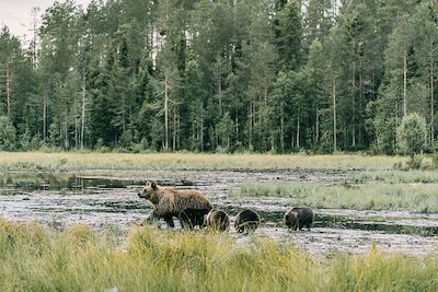 Ours bruns en Laponie finlandaise - Finlande