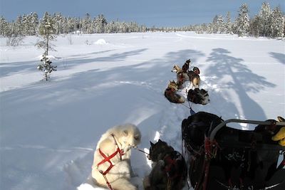 © Dominique Marnat - Traîneau à chiens - Laponie - Finlande Traîneau à chiens - Laponie - Finlande