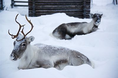 Jeunes rennes au coeur de la Laponie - Finlande