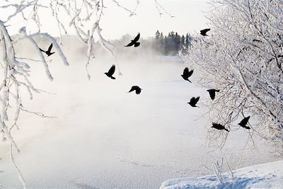 Envol d'oiseaux - Finlande