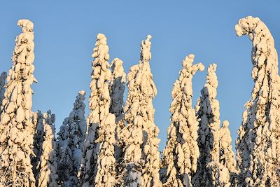 Forêt de sapins enneigés - Finlande