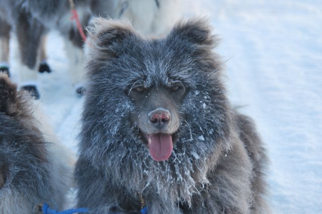 Voyage Objectif lac Inari en traîneau à chiens