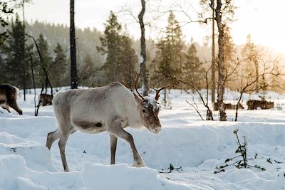 Inari - Finlande