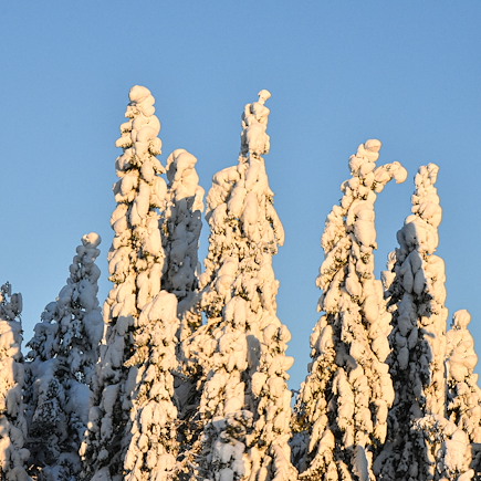 Multi-activités Finlande