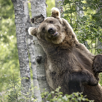 Observation animalière Finlande