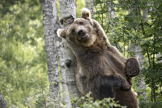 Voyage Eté indien et faune sauvage