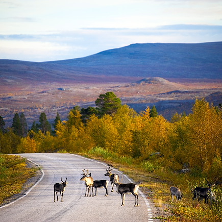 Observation animalière Finlande