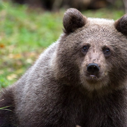 Observation animalière Finlande