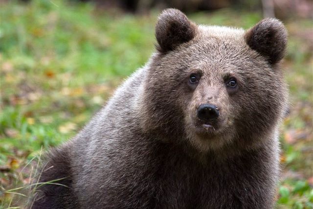 Voyage Eté indien et faune sauvage