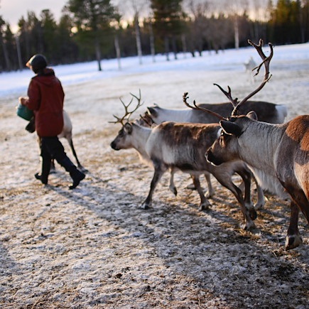 Multi-activités Finlande Laponie finlandaise