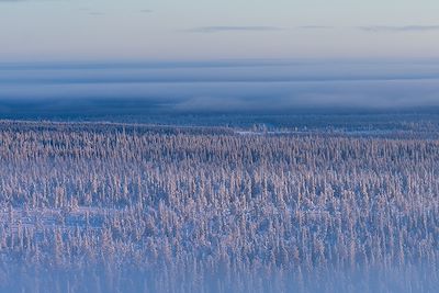 Forêt en hiver - Finlande