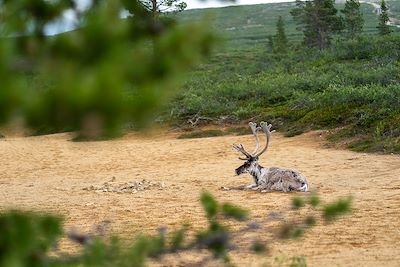 Cerf - Laponie - Finlande