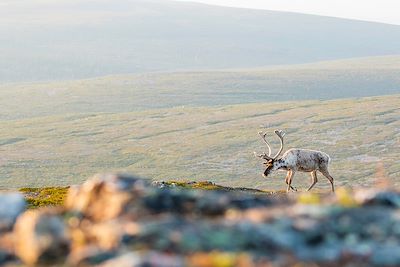 Renne, Uhro Kekkonen parc, Finlande 
