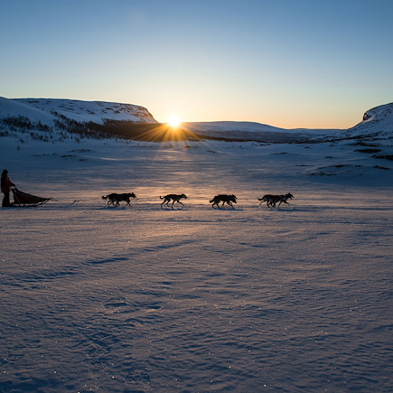 Traîneau à chiens Finlande Laponie finlandaise