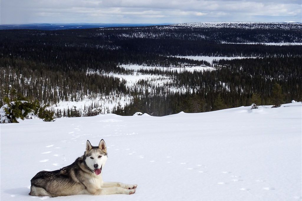 Image Voyage Laponie - Aurores boréales Finlande - Randonnée chien de traineau