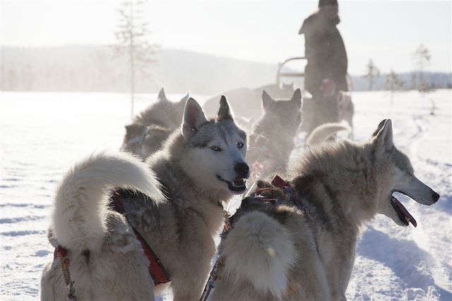 Traîneau à chiens Finlande