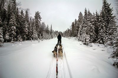 Traîneau à chiens - Laponie - Finlande