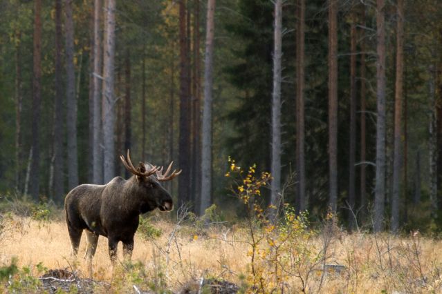 Observation animalière Finlande